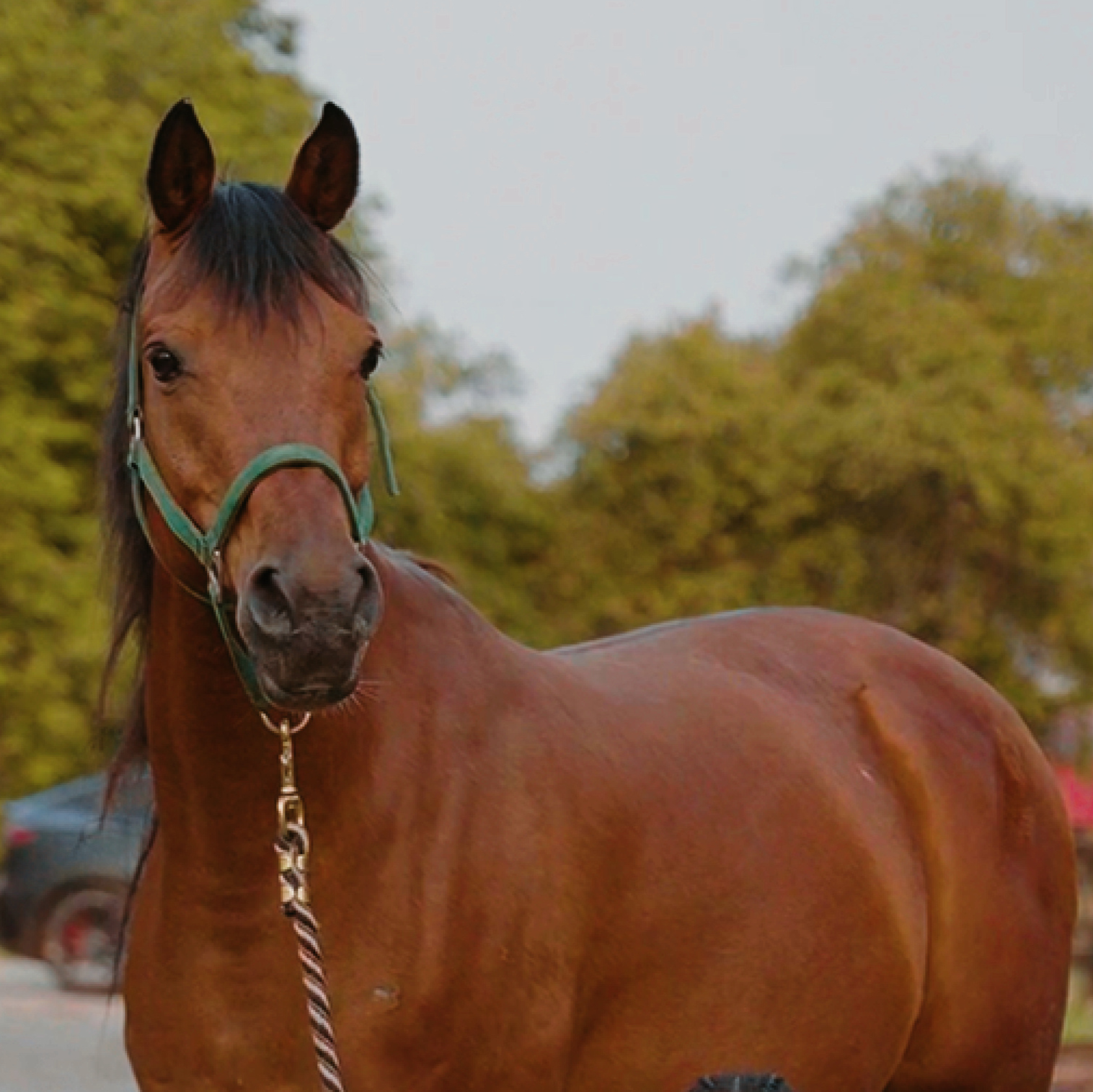 Close-up portrait of Amir the horse